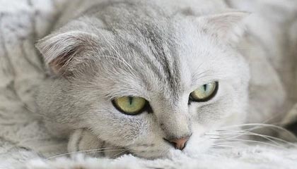 世界杯直播软件官网-声音丨有多少爱可以重来